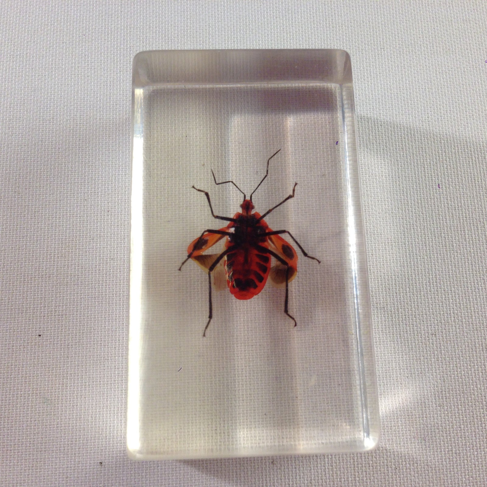 nsekt in KUNSTHARZ gegossen HARZ Biologie Insekten Prastrachia-Erdwanze