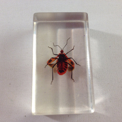 nsekt in KUNSTHARZ gegossen HARZ Biologie Insekten Prastrachia-Erdwanze