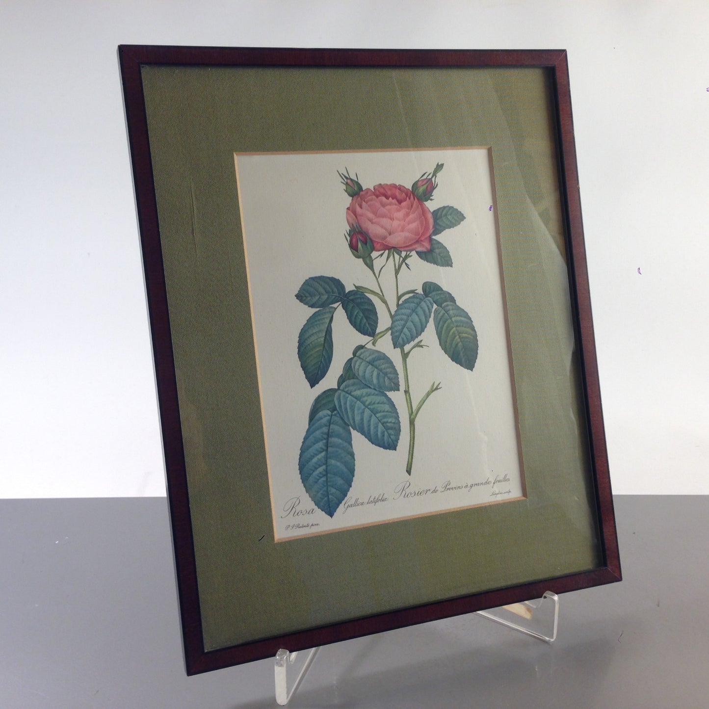 Rosa Gallica latifolia Rose Bild gerahmt 26,2x32,2 cm Bilderrahmen Holz