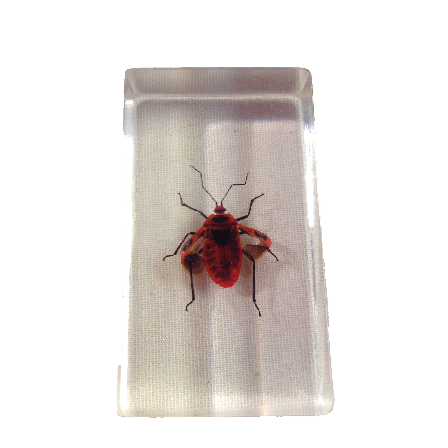 nsekt in KUNSTHARZ gegossen HARZ Biologie Insekten Prastrachia-Erdwanze