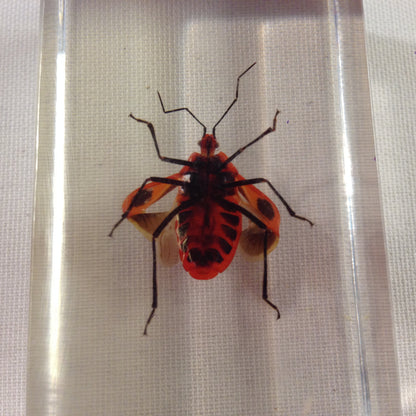nsekt in KUNSTHARZ gegossen HARZ Biologie Insekten Prastrachia-Erdwanze