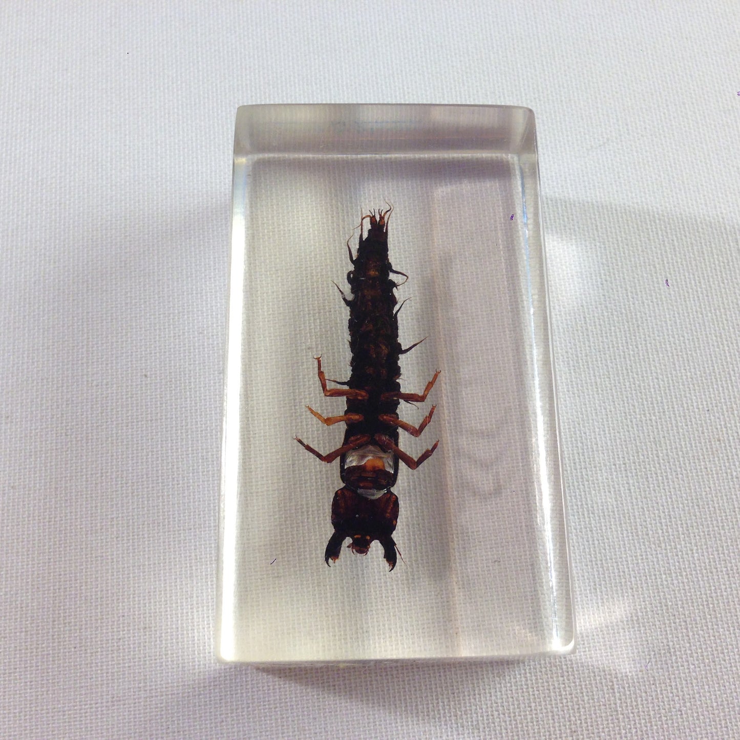 Insekt in KUNSTHARZ gegossen HARZ Biologie Insekten Dobson Larve