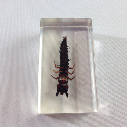 Insekt in KUNSTHARZ gegossen HARZ Biologie Insekten Dobson Larve