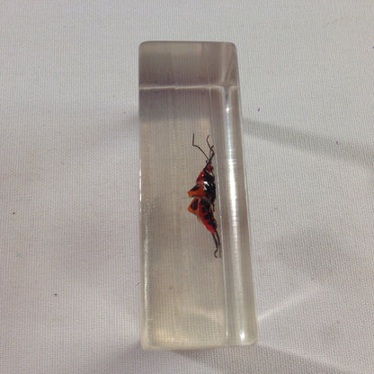 nsekt in KUNSTHARZ gegossen HARZ Biologie Insekten Prastrachia-Erdwanze
