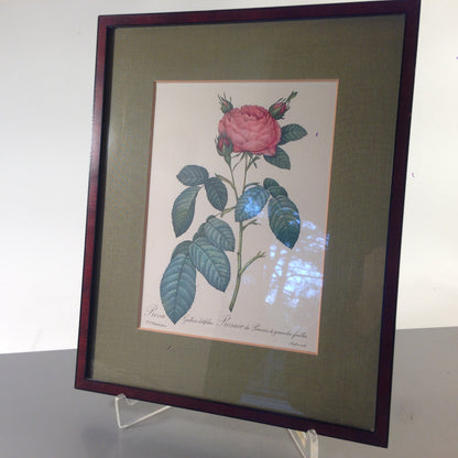 Rosa Gallica latifolia Rose Bild gerahmt 26,2x32,2 cm Bilderrahmen Holz