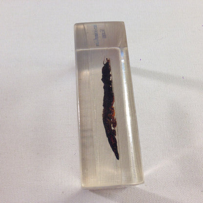 Insekt in KUNSTHARZ gegossen HARZ Biologie Insekten Dobson Larve