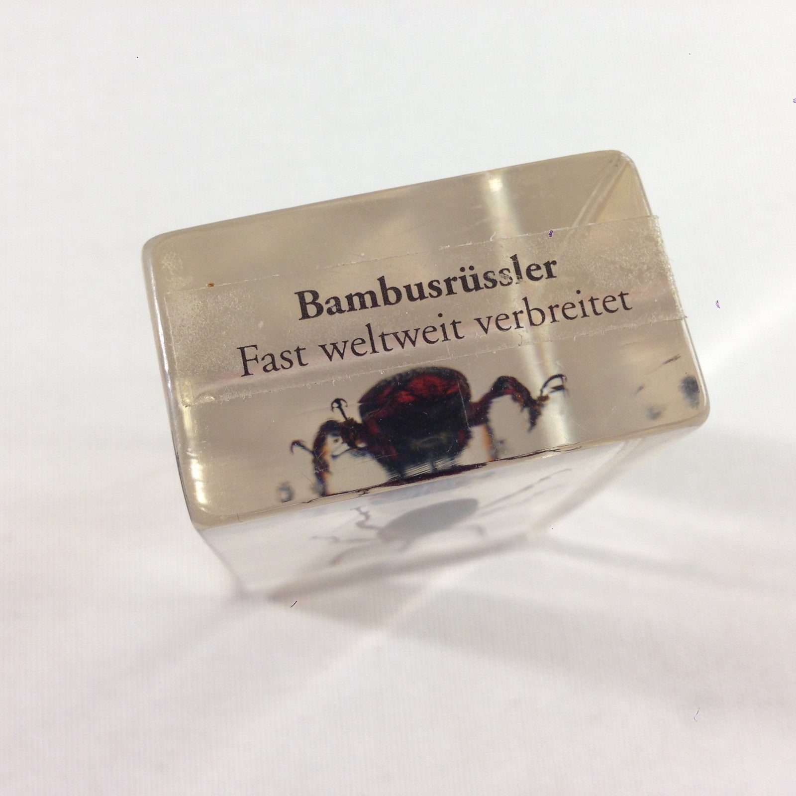 Insekt in KUNSTHARZ gegossen HARZ Biologie Insekten Bambusrüssler