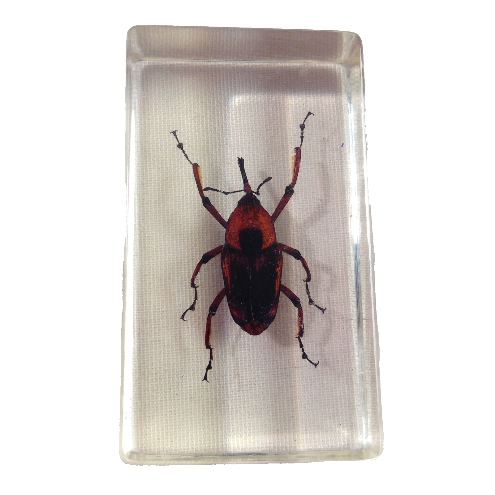 Insekt in KUNSTHARZ gegossen HARZ Biologie Insekten Bambusrüssler