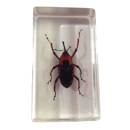 Insekt in KUNSTHARZ gegossen HARZ Biologie Insekten Bambusrüssler