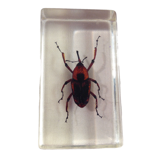 Insekt in KUNSTHARZ gegossen HARZ Biologie Insekten Bambusrüssler