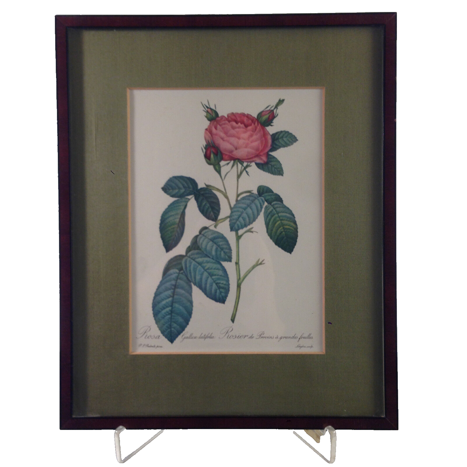 Rosa Gallica latifolia Rose Bild gerahmt 26,2x32,2 cm Bilderrahmen Holz