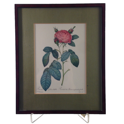 Rosa Gallica latifolia Rose Bild gerahmt 26,2x32,2 cm Bilderrahmen Holz