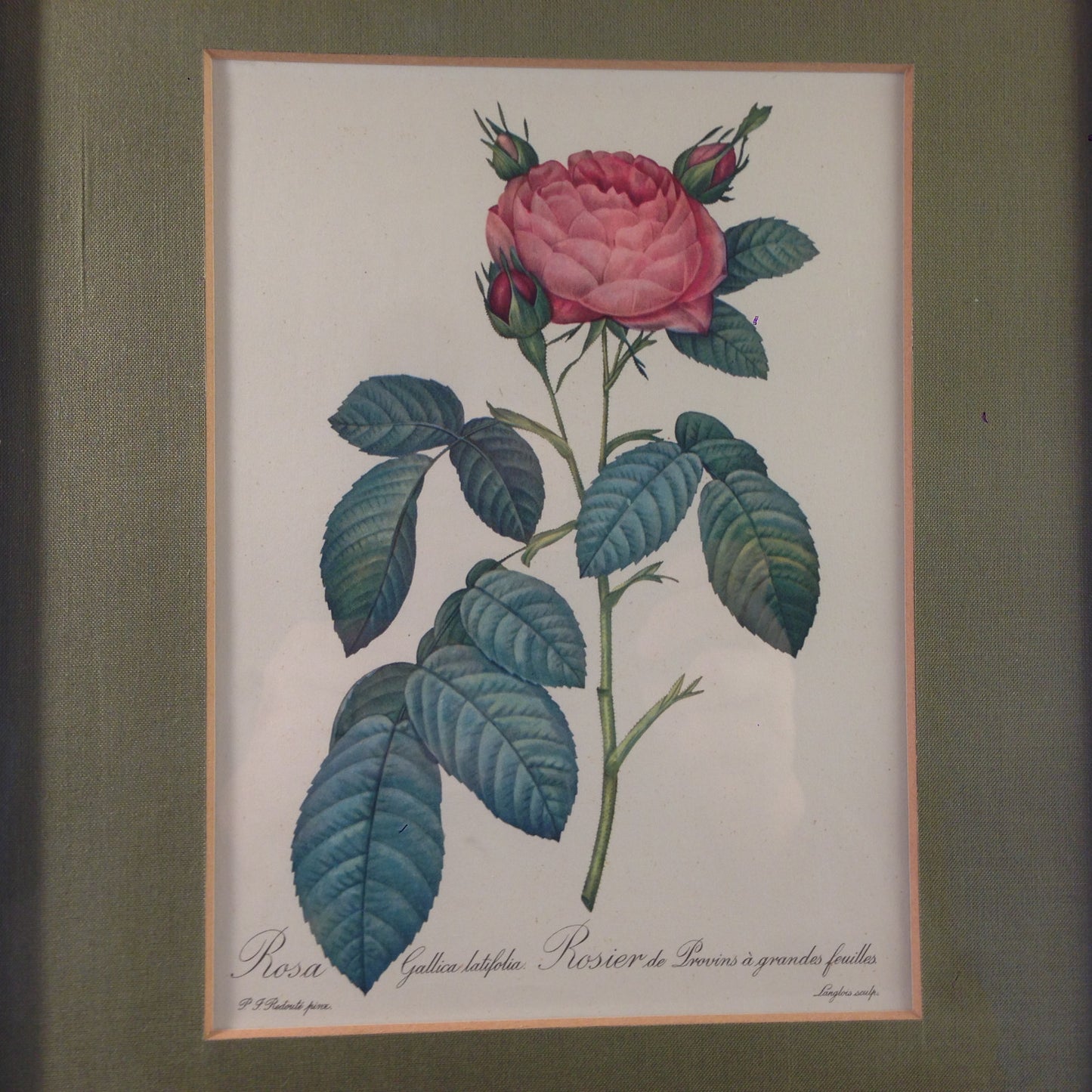 Rosa Gallica latifolia Rose Bild gerahmt 26,2x32,2 cm Bilderrahmen Holz