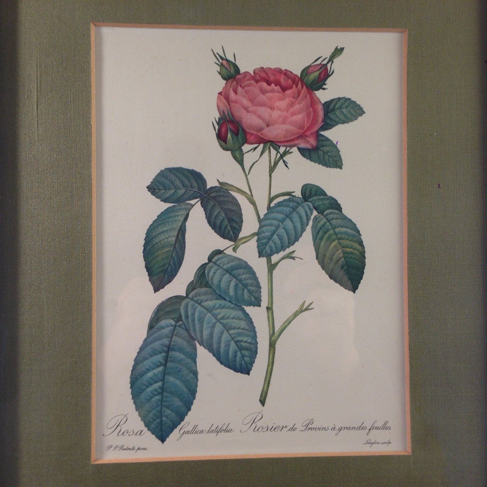 Rosa Gallica latifolia Rose Bild gerahmt 26,2x32,2 cm Bilderrahmen Holz