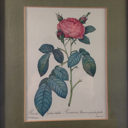 Rosa Gallica latifolia Rose Bild gerahmt 26,2x32,2 cm Bilderrahmen Holz