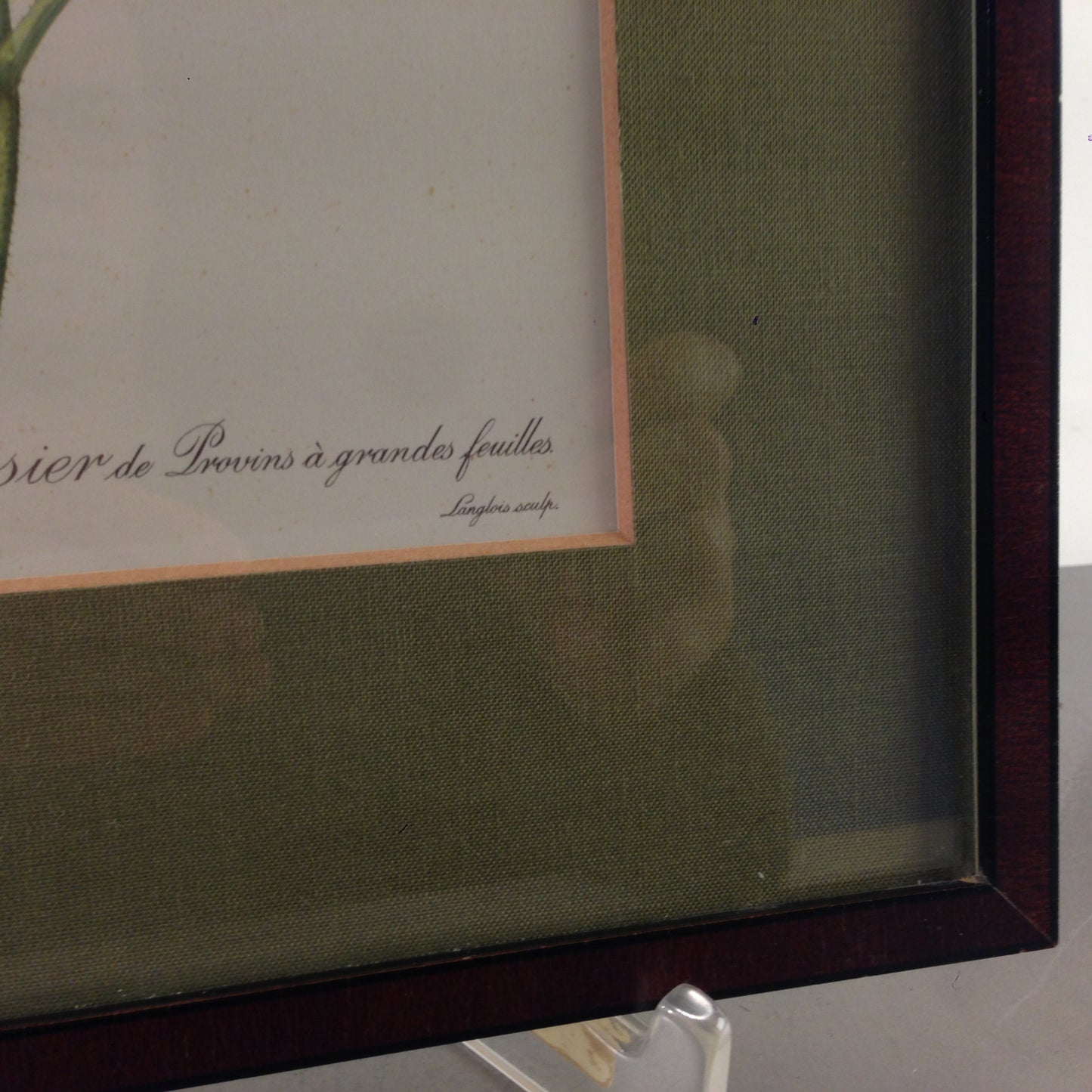 Rosa Gallica latifolia Rose Bild gerahmt 26,2x32,2 cm Bilderrahmen Holz