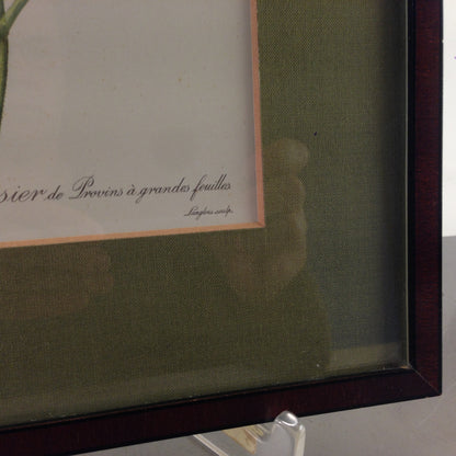 Rosa Gallica latifolia Rose Bild gerahmt 26,2x32,2 cm Bilderrahmen Holz