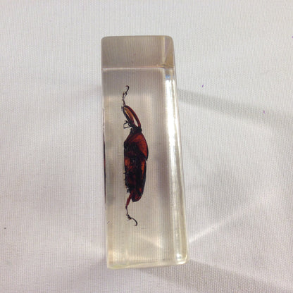 Insekt in KUNSTHARZ gegossen HARZ Biologie Insekten Bambusrüssler