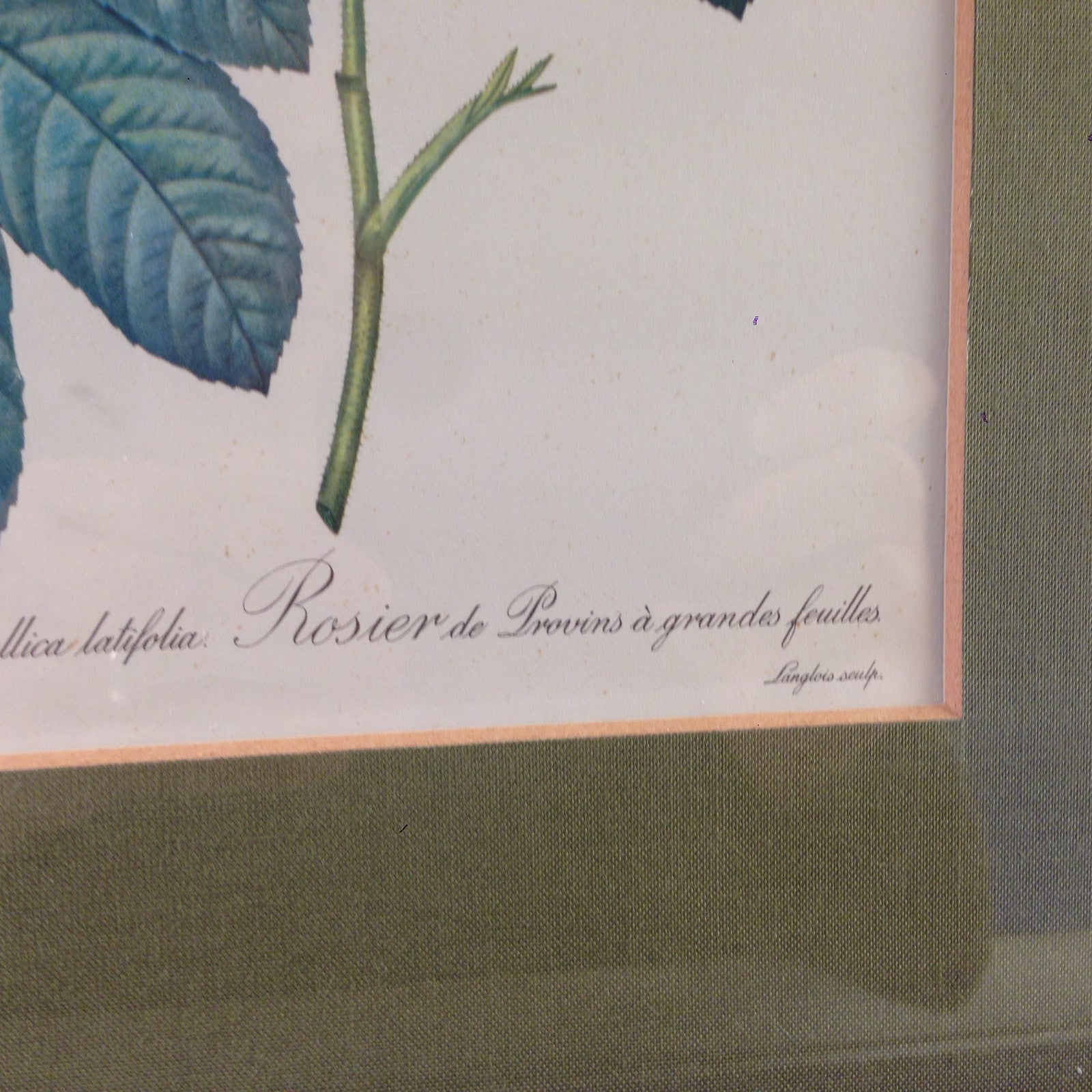 Rosa Gallica latifolia Rose Bild gerahmt 26,2x32,2 cm Bilderrahmen Holz