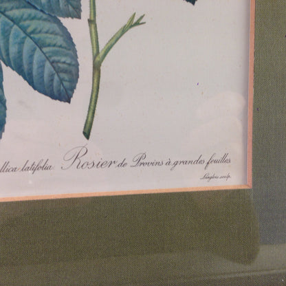 Rosa Gallica latifolia Rose Bild gerahmt 26,2x32,2 cm Bilderrahmen Holz