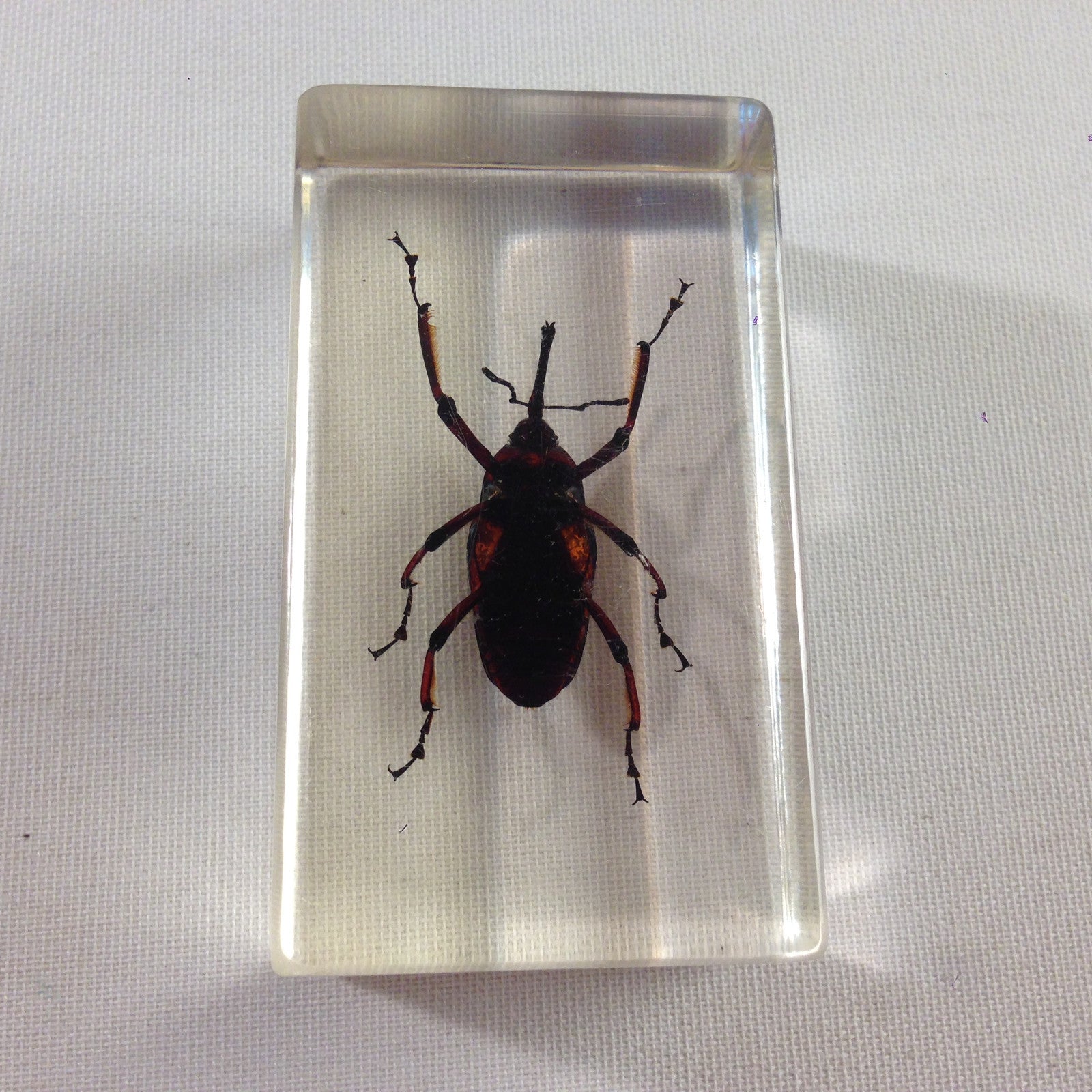 Insekt in KUNSTHARZ gegossen HARZ Biologie Insekten Bambusrüssler