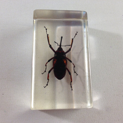 Insekt in KUNSTHARZ gegossen HARZ Biologie Insekten Bambusrüssler